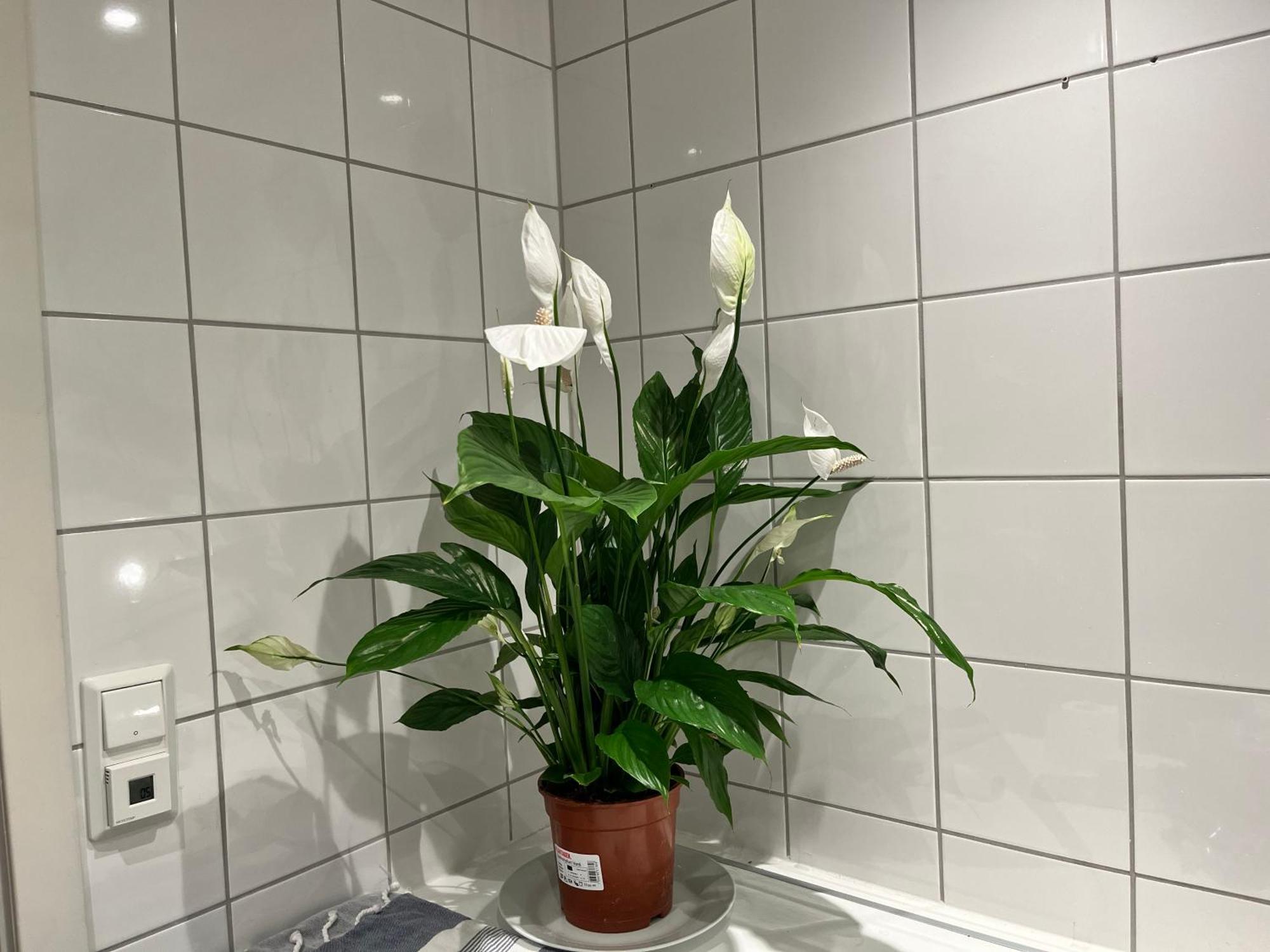Large Near Balcony Privat overnatting Stavanger